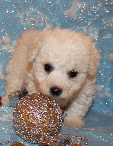 CHIOT male bichon sans collier