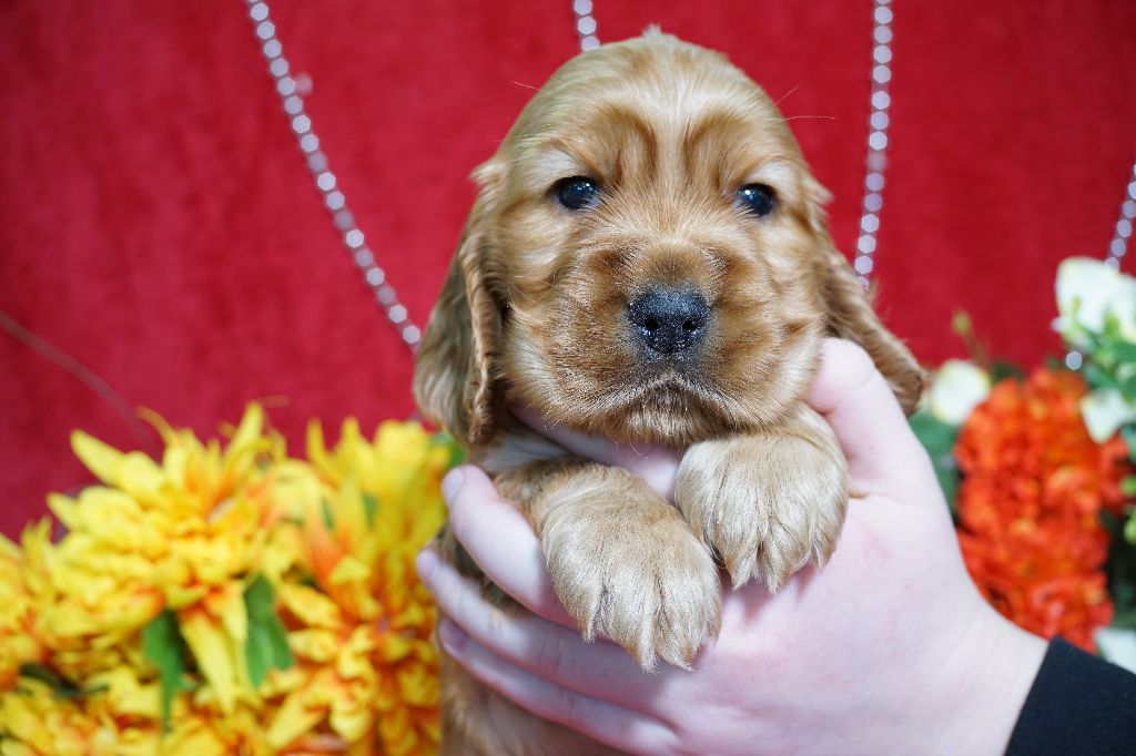 CHIOT male fauve collier vert