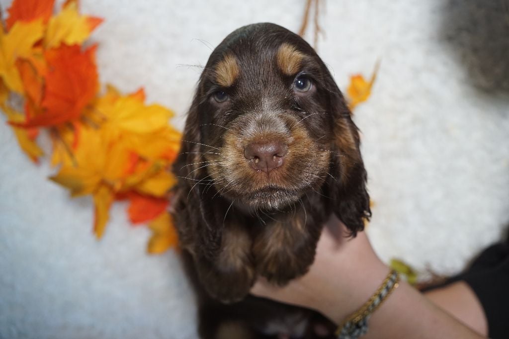CHIOT femelle chocolat et feu collier rose