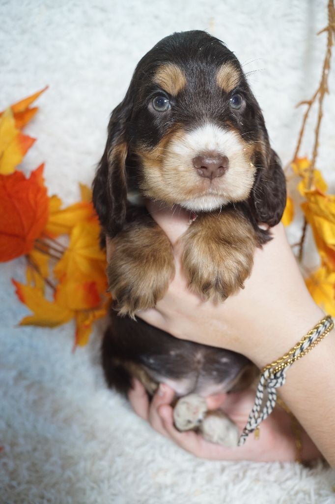CHIOT femelle chocolat et feu collier rouge