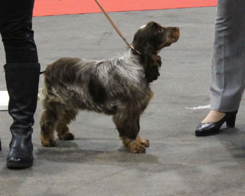 Jin-fizz Du Royaume Des Quatre Pattes - Très prometteur (classe baby)