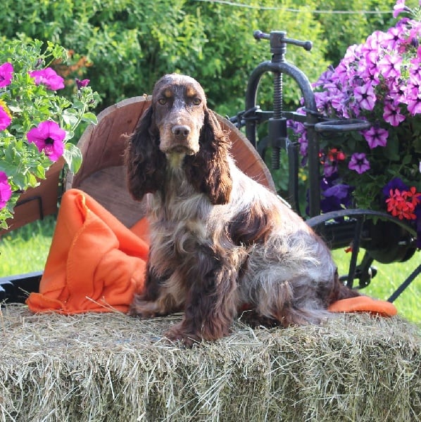 Jin-fizz Du Royaume Des Quatre Pattes - 2eme excellent en classe Jeune