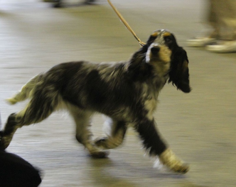 Jad'or Du Royaume Des Quatre Pattes - Très prometteur (classe Puppy)