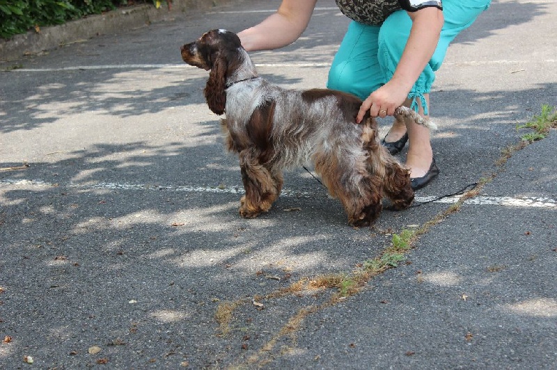 Jin-fizz Du Royaume Des Quatre Pattes - 1ere excellent en classe Jeune