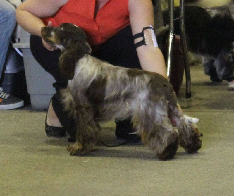 Jin-fizz Du Royaume Des Quatre Pattes - 1ere excellent en classe Jeune