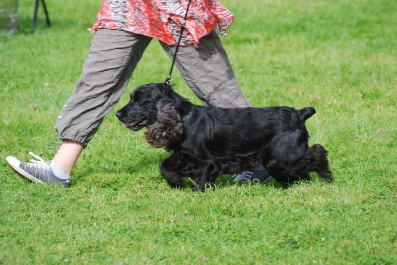 Ckalypso dite chipie (Sans Affixe) - 1ere excellent en classe ouverte +TAN