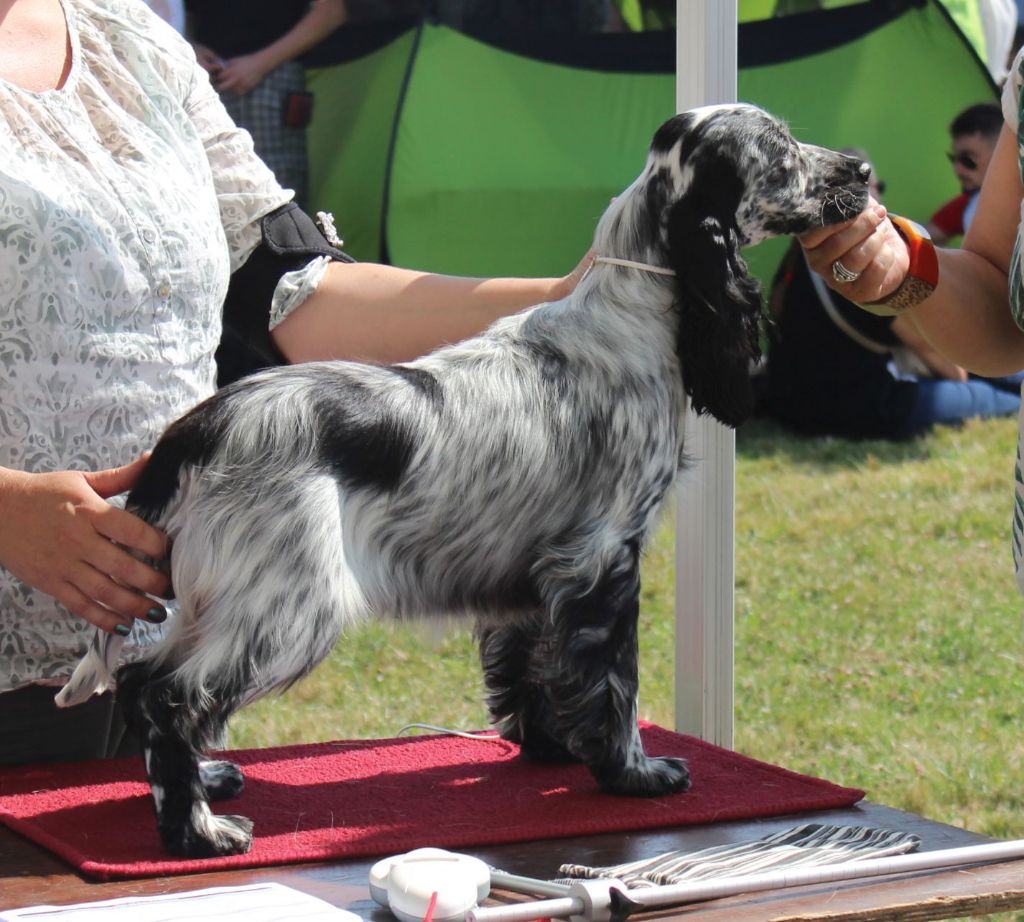 Océane Du Royaume Des Quatre Pattes - 1er très prometteur