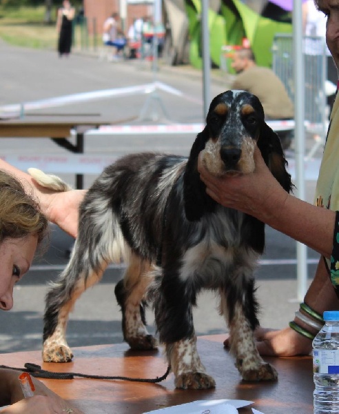 Jad'or Du Royaume Des Quatre Pattes - Très prometteur (classe Puppy)