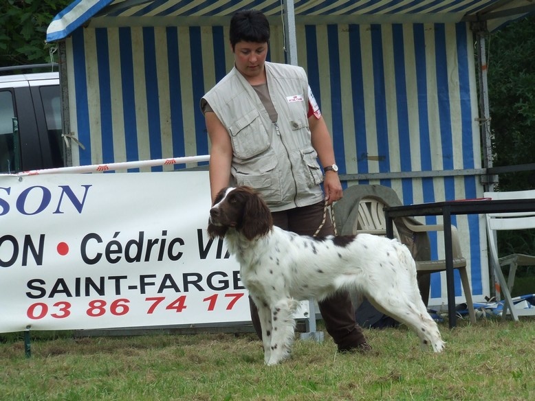 CH. Yvette (dite yaka) Solojager's - 1ère Exc Meilleur Jeune