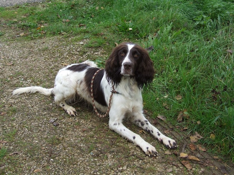 CH. Yvette (dite yaka) Solojager's - BICP I Cat. 32/32