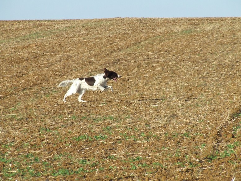 CH. Yvette (dite yaka) Solojager's - BICP I 32/32