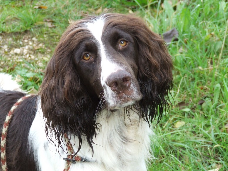 CH. Yvette (dite yaka) Solojager's - BICP I Cat 32/32 RCACIT