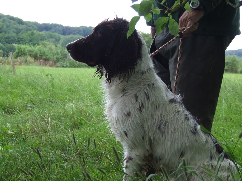 CH. Yvette (dite yaka) Solojager's - TAN 15/16