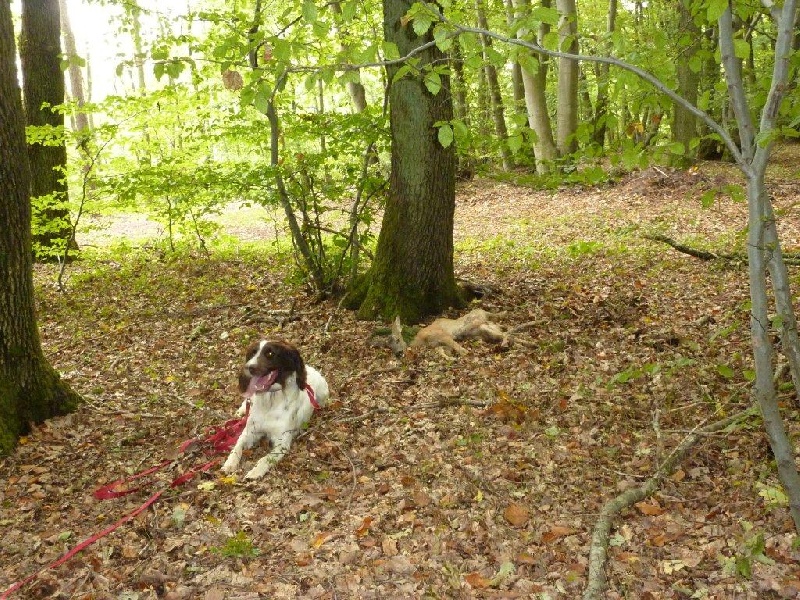 CH. Yvette (dite yaka) Solojager's - VGP I 302 Pts