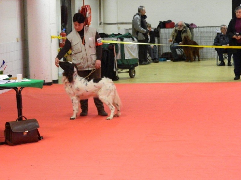 CH. Yvette (dite yaka) Solojager's - 1ère Exc CACS-CACIB MR + 3ème du Goupe 7