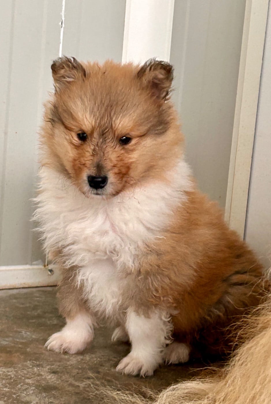 Colley à poil long - Du Coeur Des Terres