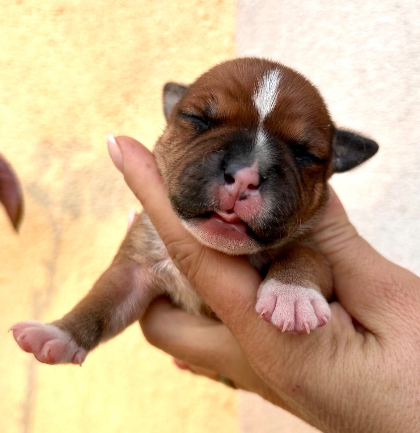 Staffordshire Bull Terrier - Du Coeur Des Terres