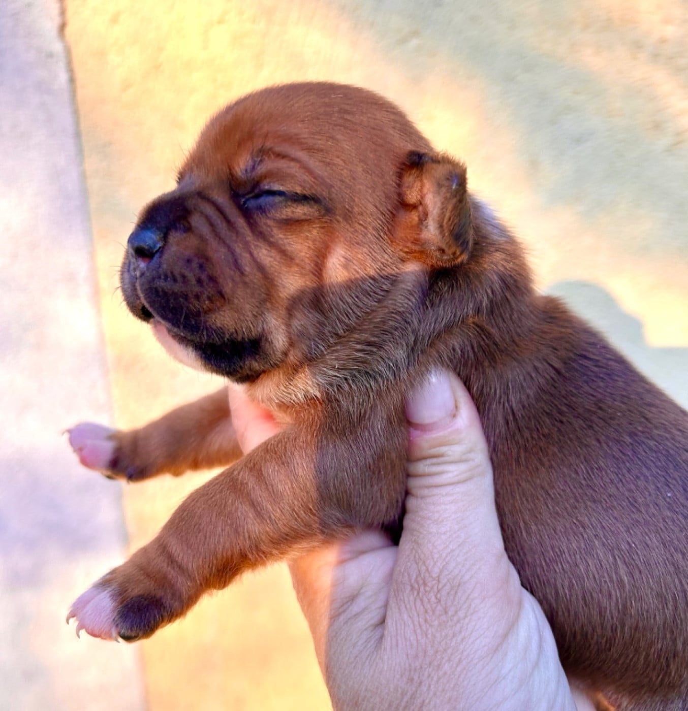 Staffordshire Bull Terrier - Du Coeur Des Terres