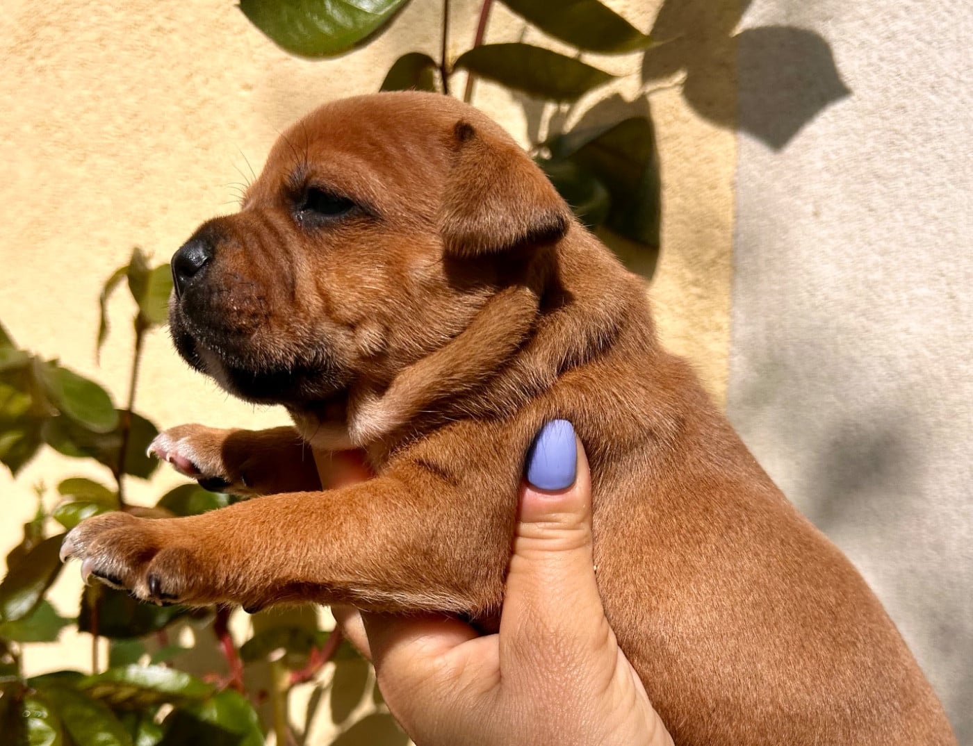 Chiot N°3 - Staffordshire Bull Terrier