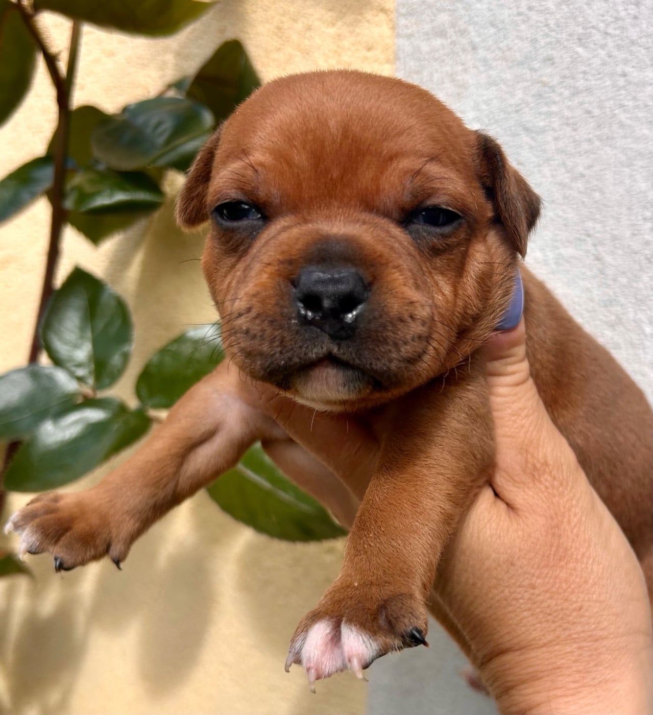 Staffordshire Bull Terrier - Du Coeur Des Terres