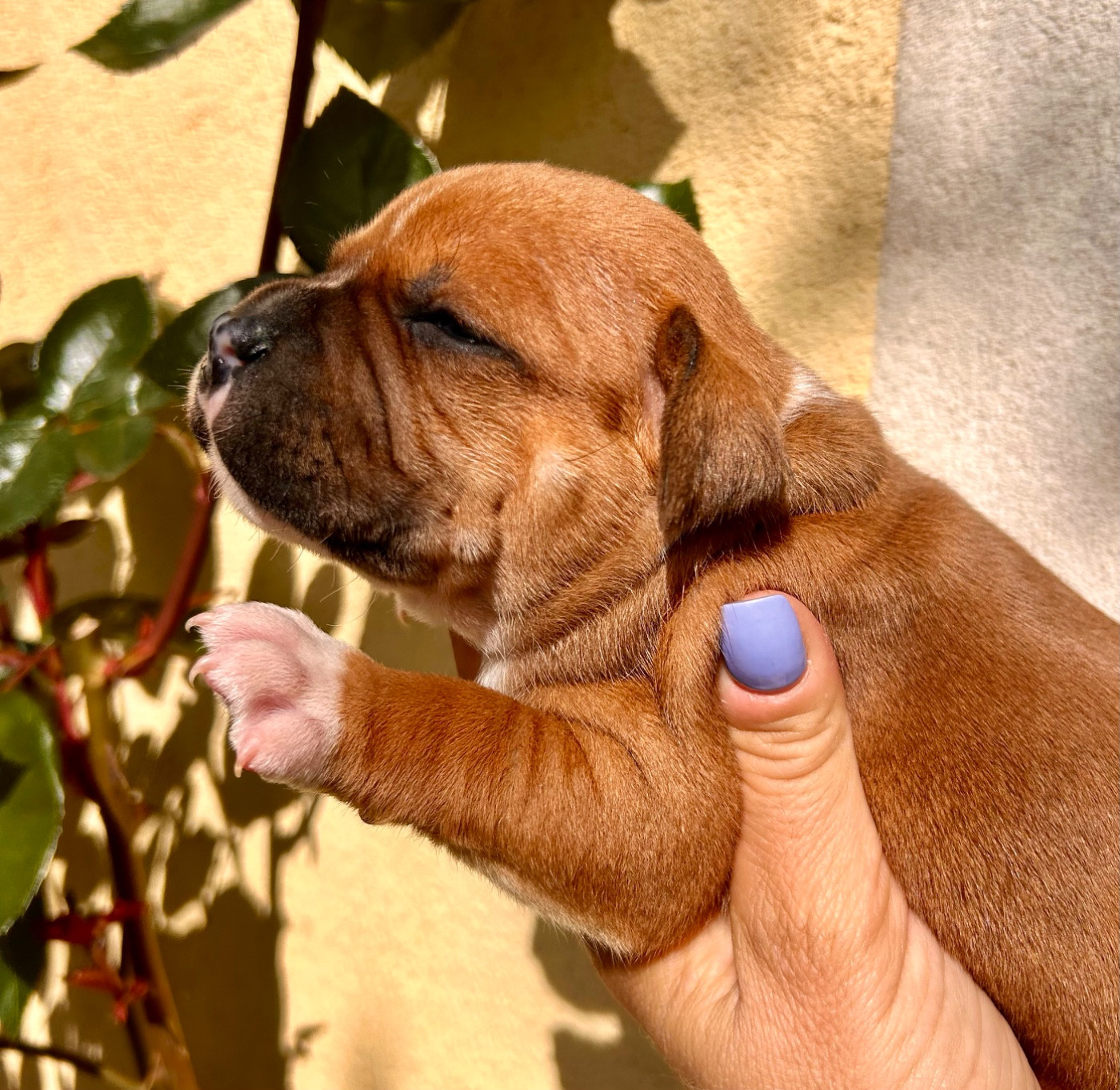 Chiot N°2 - Staffordshire Bull Terrier