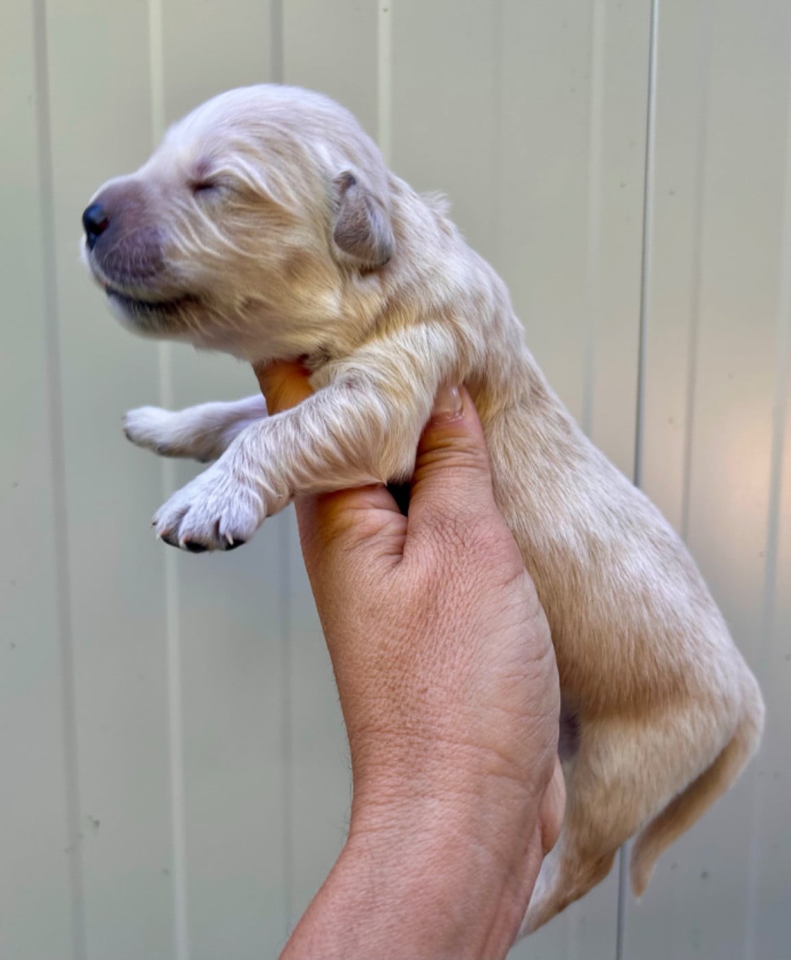 Golden Retriever - Du Coeur Des Terres