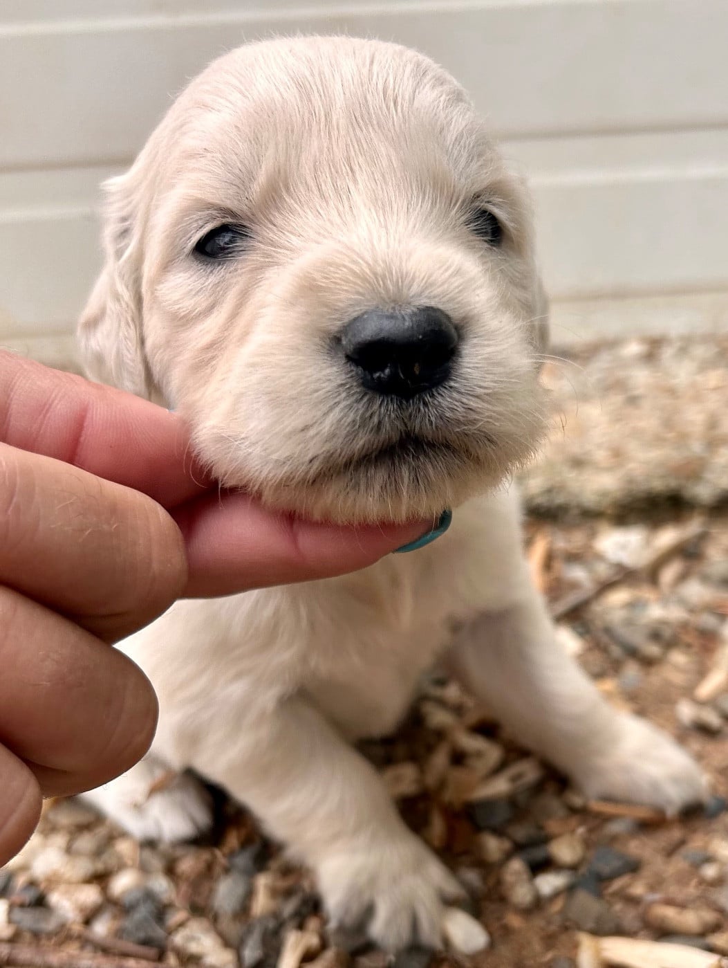 Golden Retriever - Du Coeur Des Terres
