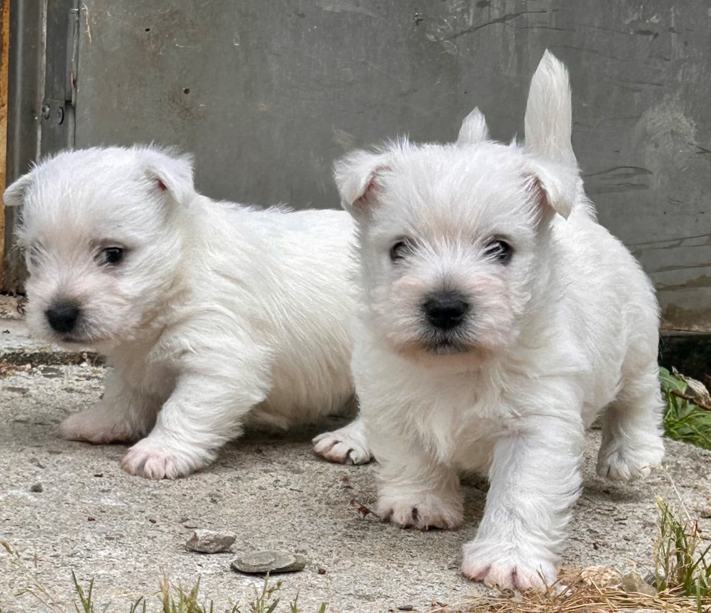 West Highland White Terrier - Du Coeur Des Terres