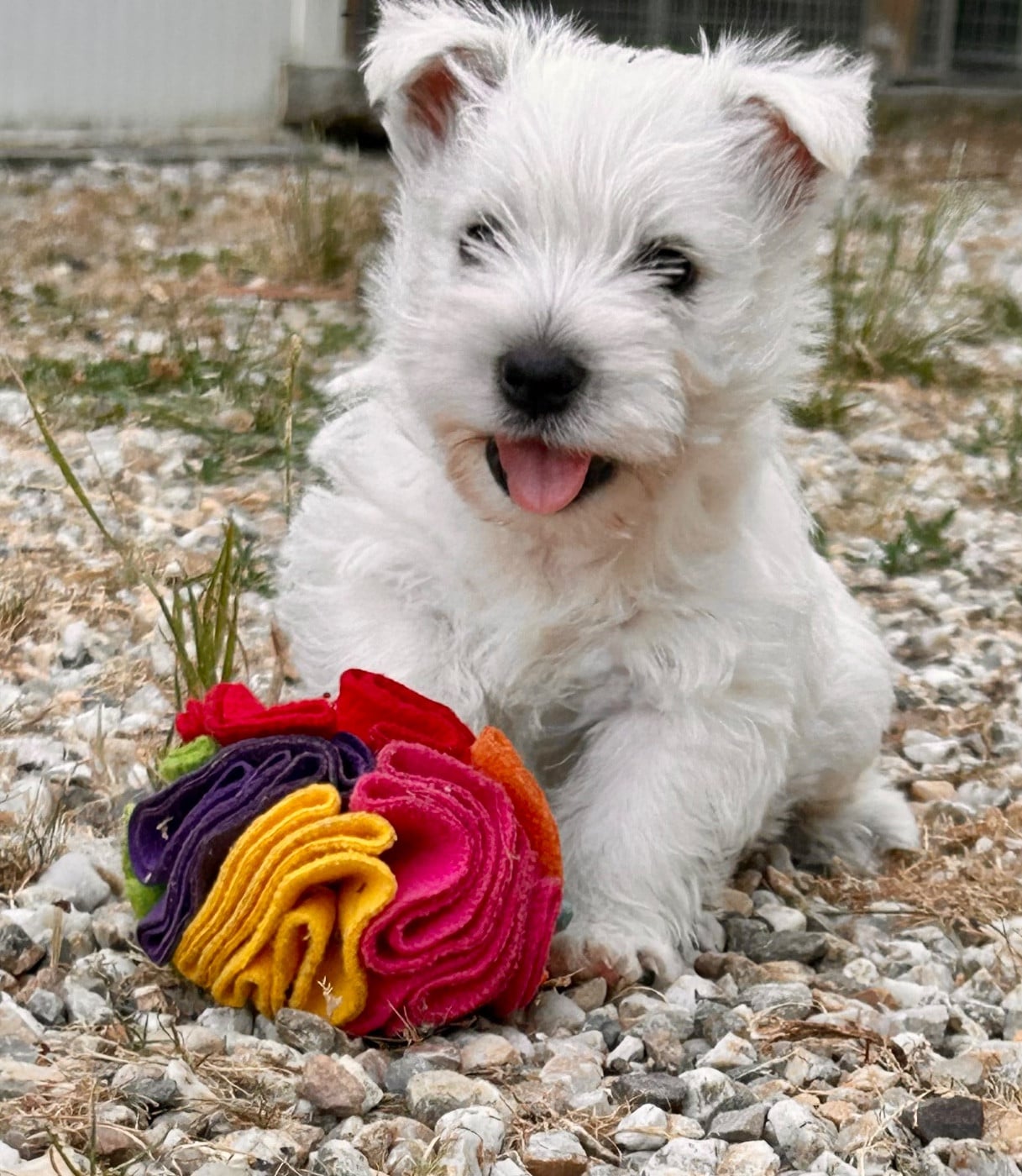 West Highland White Terrier - Du Coeur Des Terres