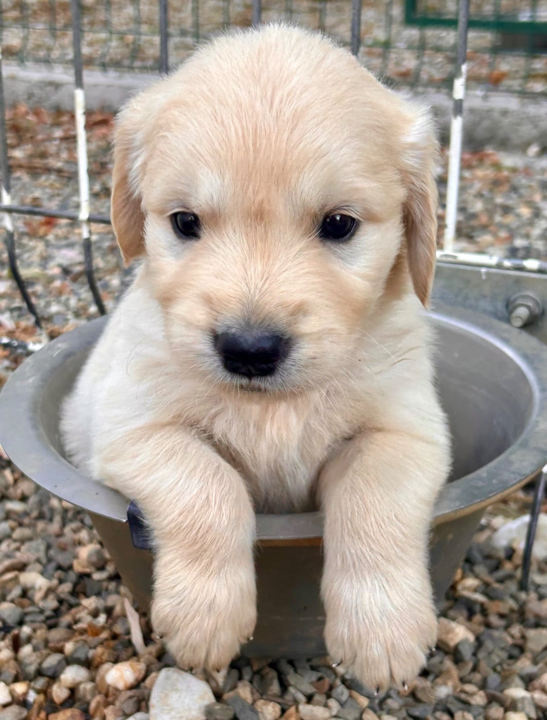 Golden Retriever - Du Coeur Des Terres
