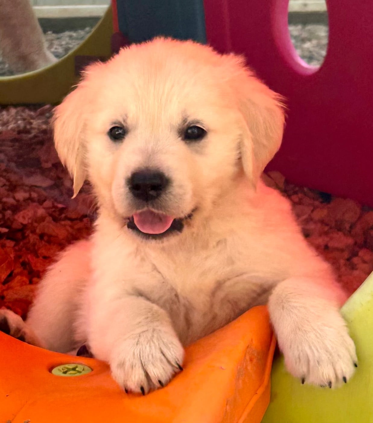 Golden Retriever - Du Coeur Des Terres