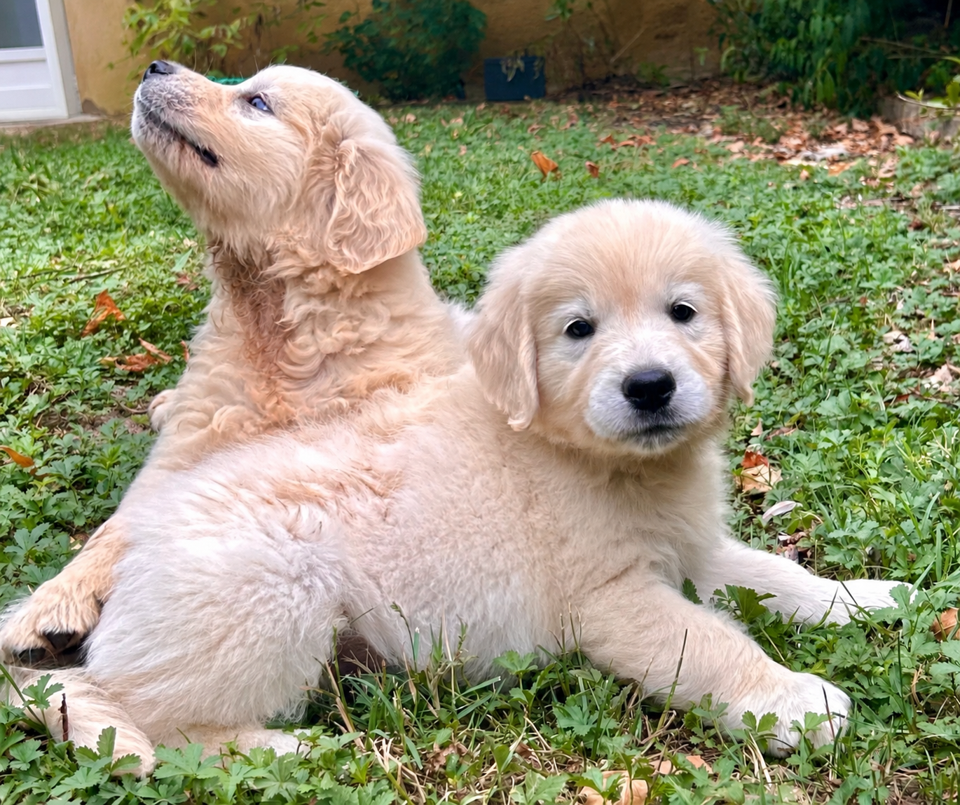 Golden Retriever - Du Coeur Des Terres