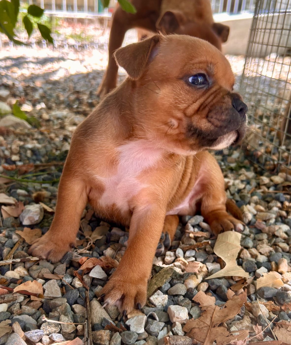 Staffordshire Bull Terrier - Du Coeur Des Terres