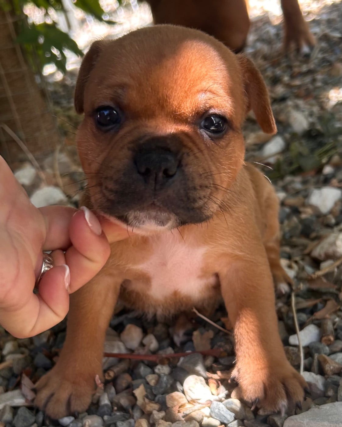 Staffordshire Bull Terrier - Du Coeur Des Terres