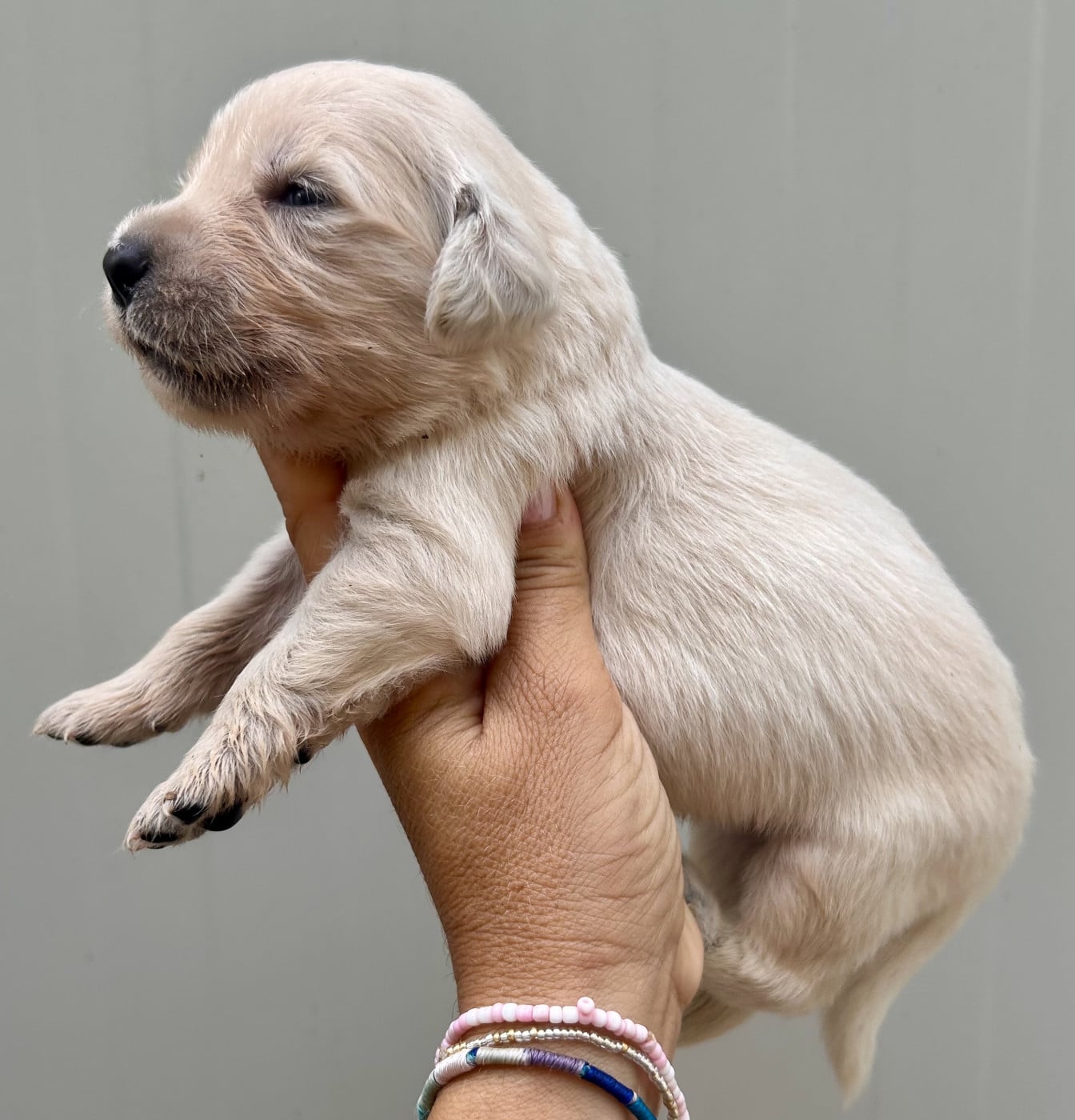 Golden Retriever - Du Coeur Des Terres