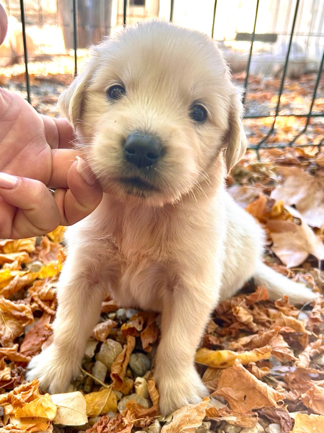 Golden Retriever - Du Coeur Des Terres