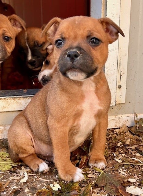 CHIOT 6 - Staffordshire Bull Terrier