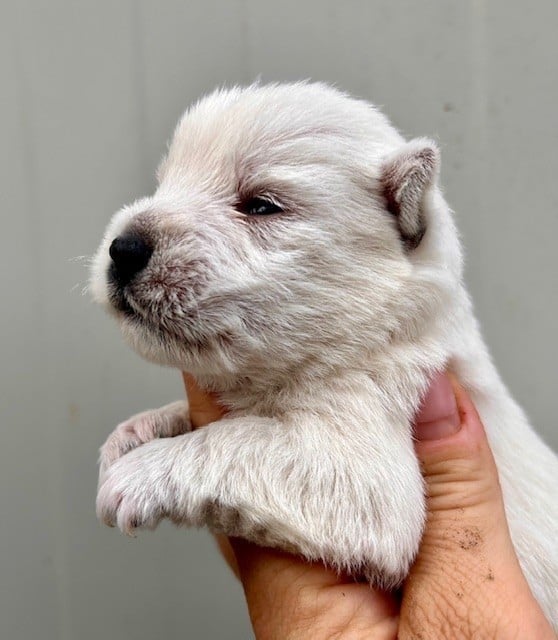 West Highland White Terrier - Du Coeur Des Terres