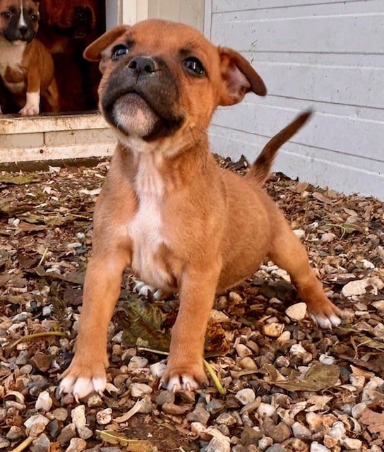 CHIOT 5 - Staffordshire Bull Terrier
