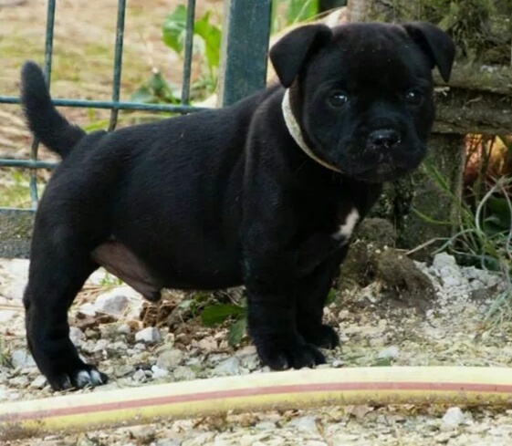 Chiot Elevage Du Coeur Des Terres Eleveur De Chiens Staffordshire Bull Terrier
