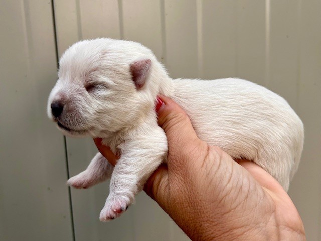 West Highland White Terrier - Du Coeur Des Terres