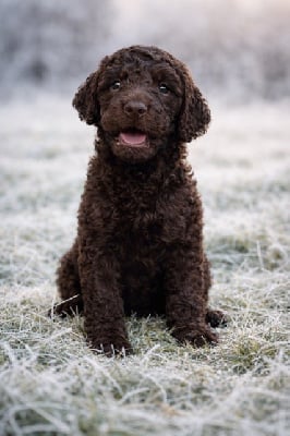 Les chiots de Caniche