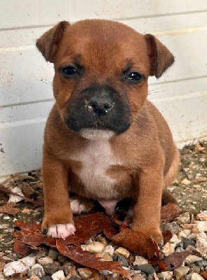 Les chiots de Staffordshire Bull Terrier