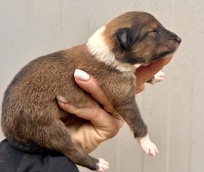 Les chiots de Colley à poil long