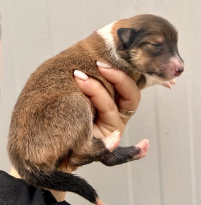 Les chiots de Colley à poil long