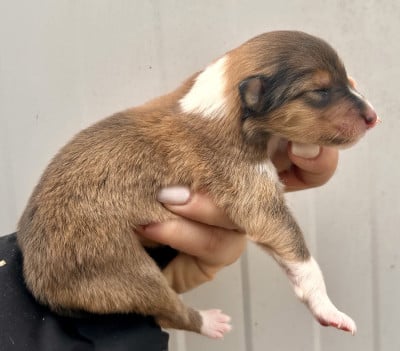Les chiots de Colley à poil long