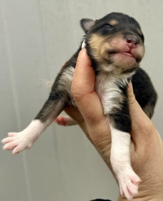 Les chiots de Colley à poil long