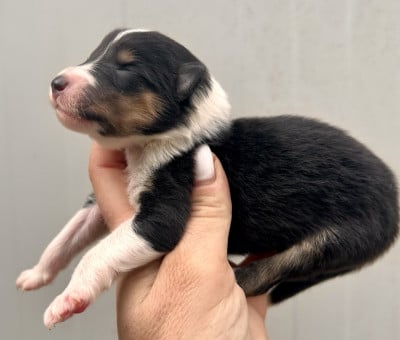 Les chiots de Colley à poil long