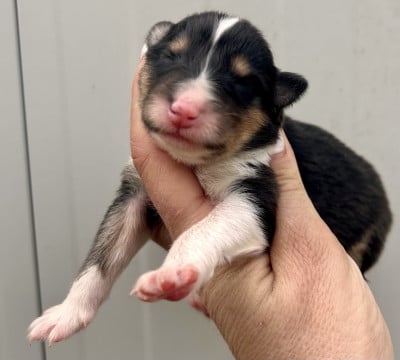 Les chiots de Colley à poil long