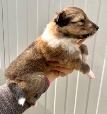 Les chiots de Colley à poil long